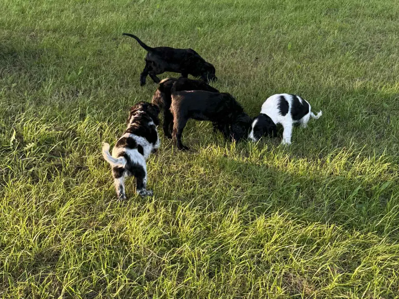 Billede 5 - Engelsk springer spaniel