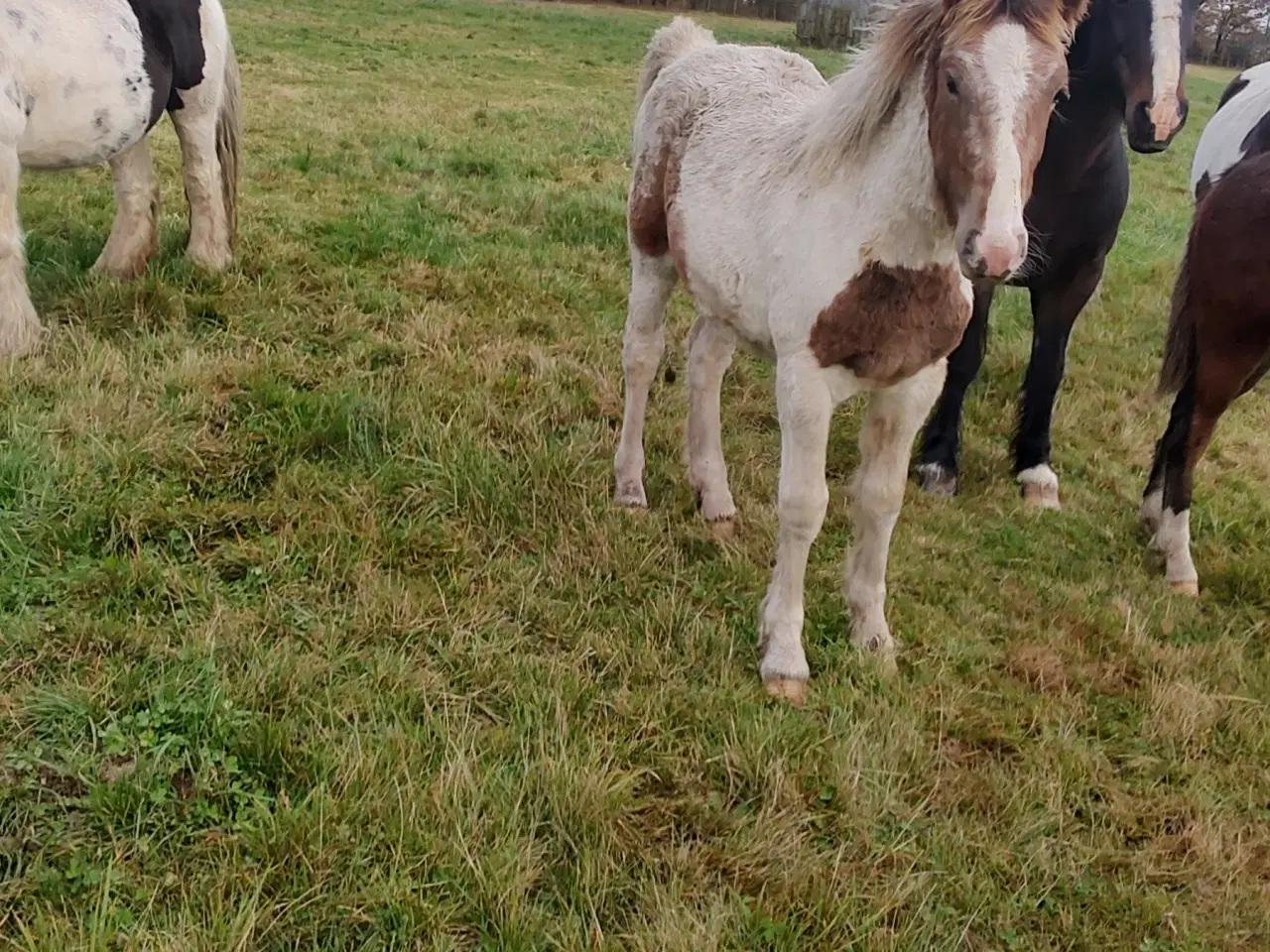 Billede 1 - Hoppeføl
