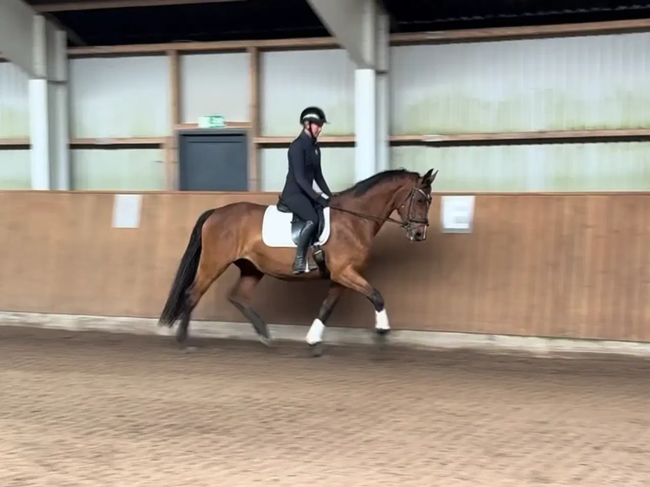 Billede 1 - Super allround hest