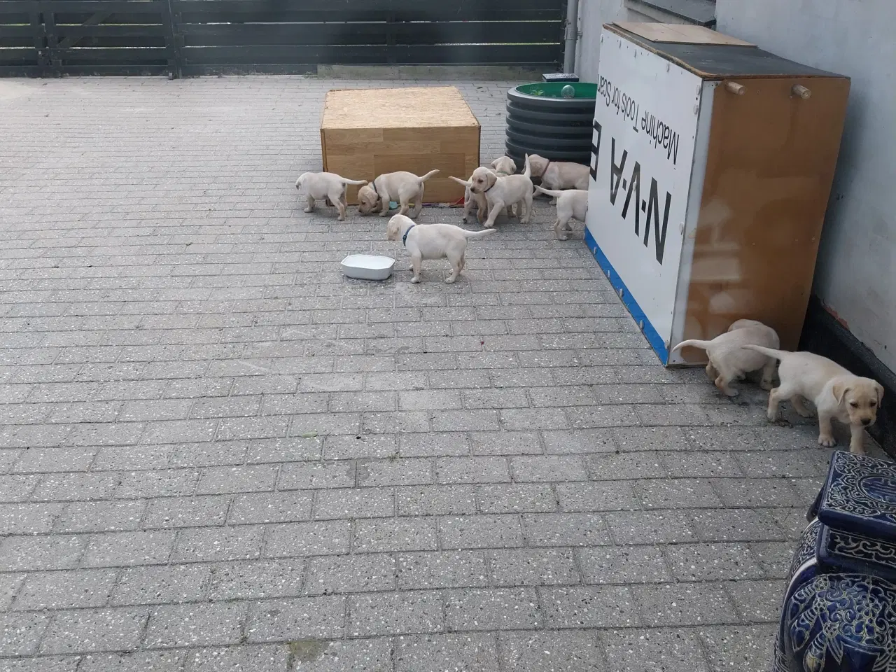 Billede 3 - Gule labrador  hvalpe hanner