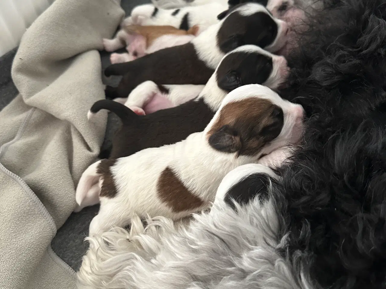 Billede 18 - Bichon Havanais-Jack Russel hvalpe