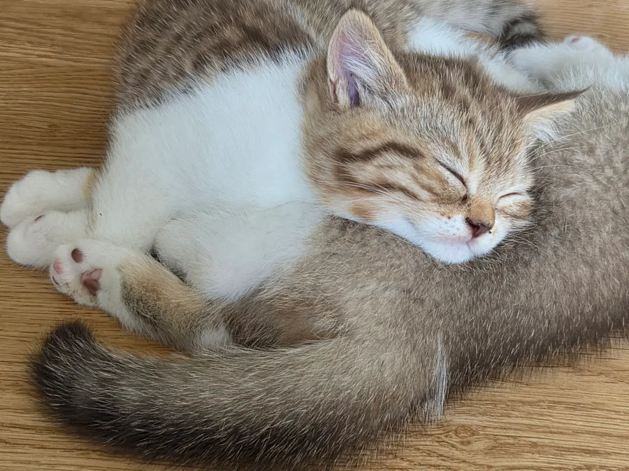 Billede 1 - British shorthair killing med stamtavle