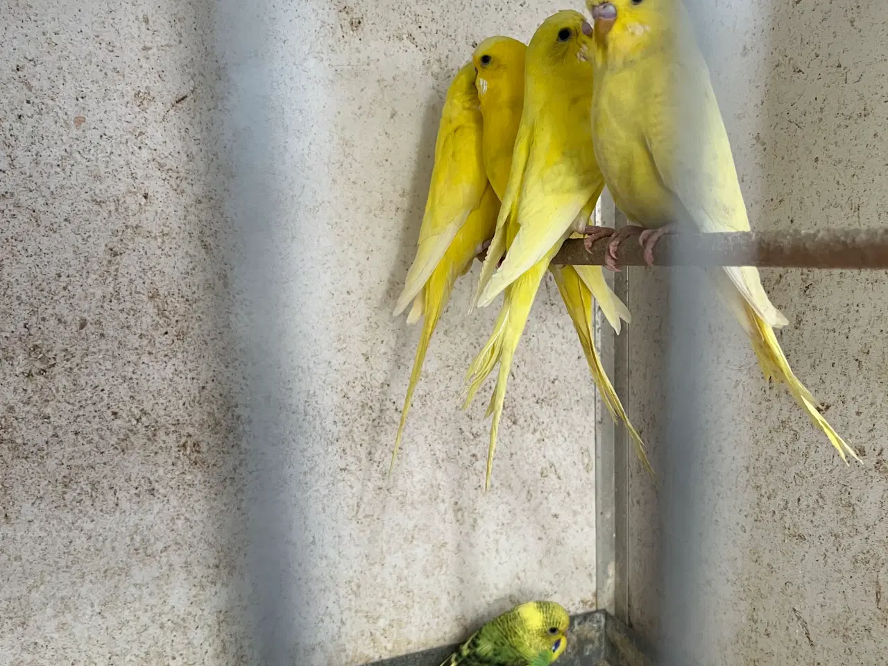 Billede 2 - Undulatunger 