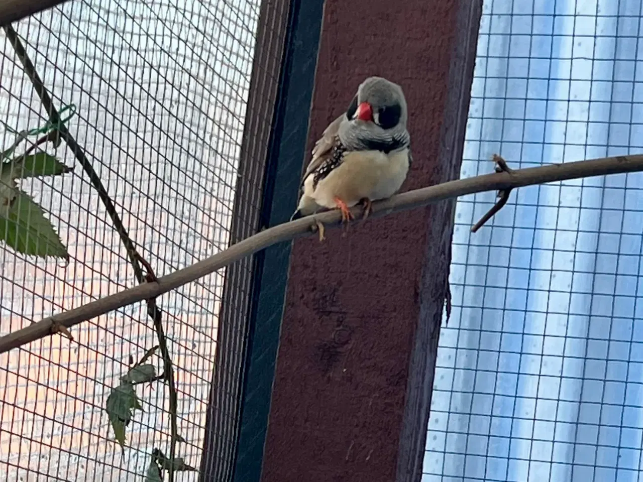 Billede 3 - 5 stk. Zebrafinker 