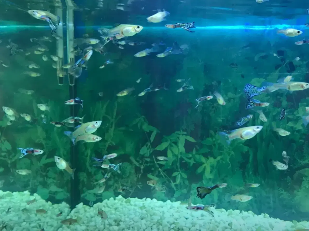 Billede 1 - EGET AVL sunde guppy