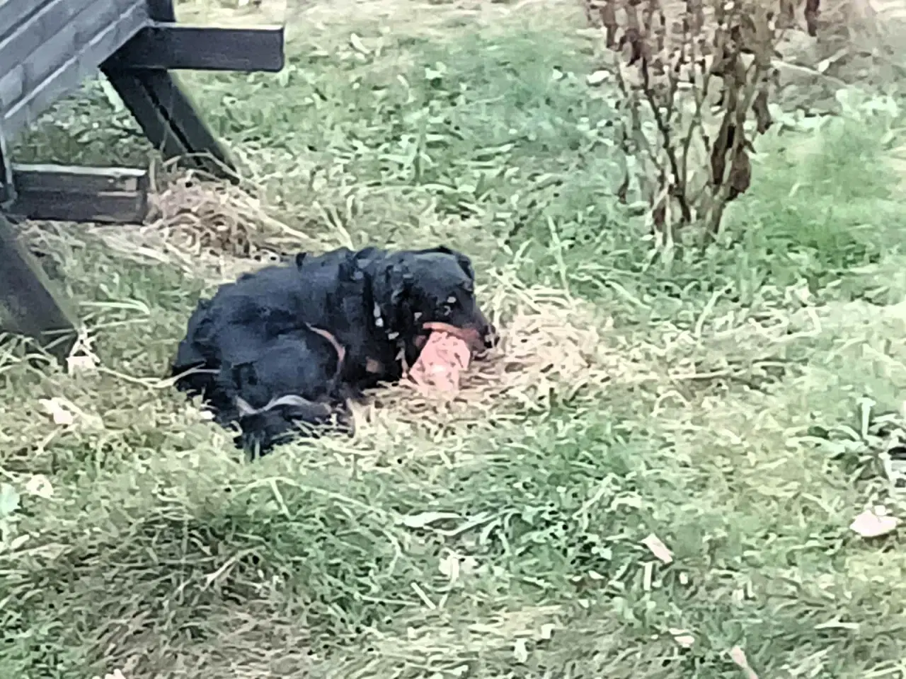 Billede 10 - Smukke milde kærlige Ozzy