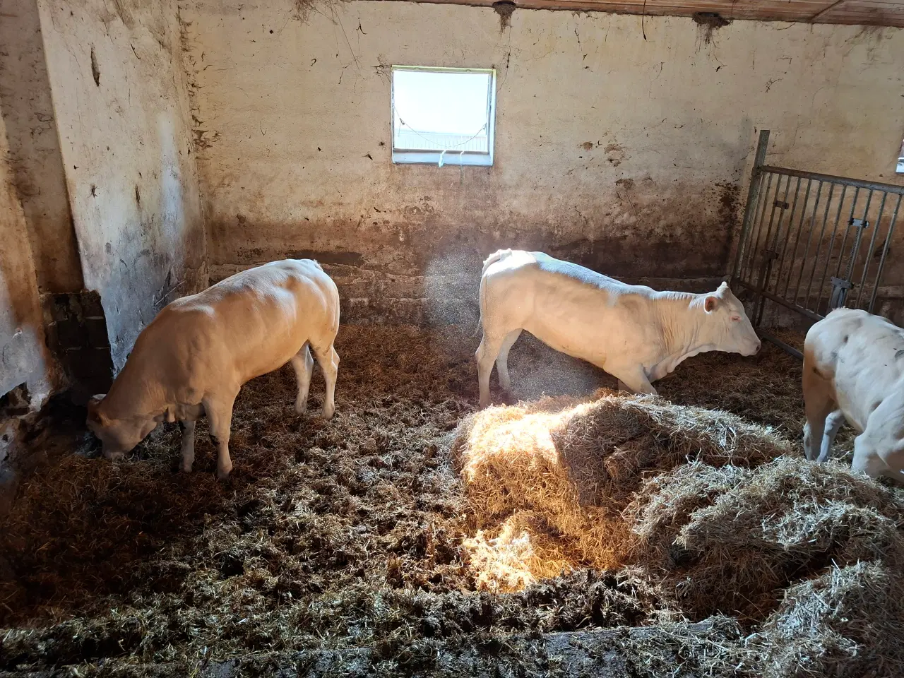 Billede 8 - 3 stk. flotte pollede blonde kvier