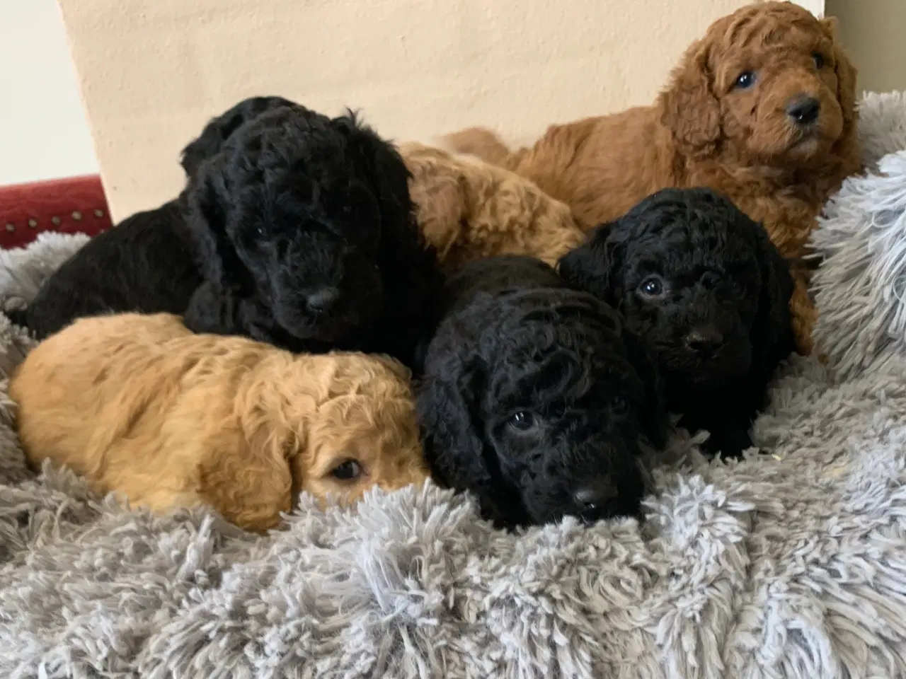 Billede 7 - Mini Golden Doodle F1B babyer 