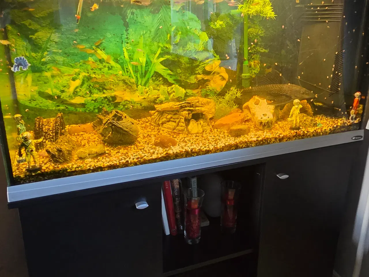 Billede 2 - Akvarie Stort