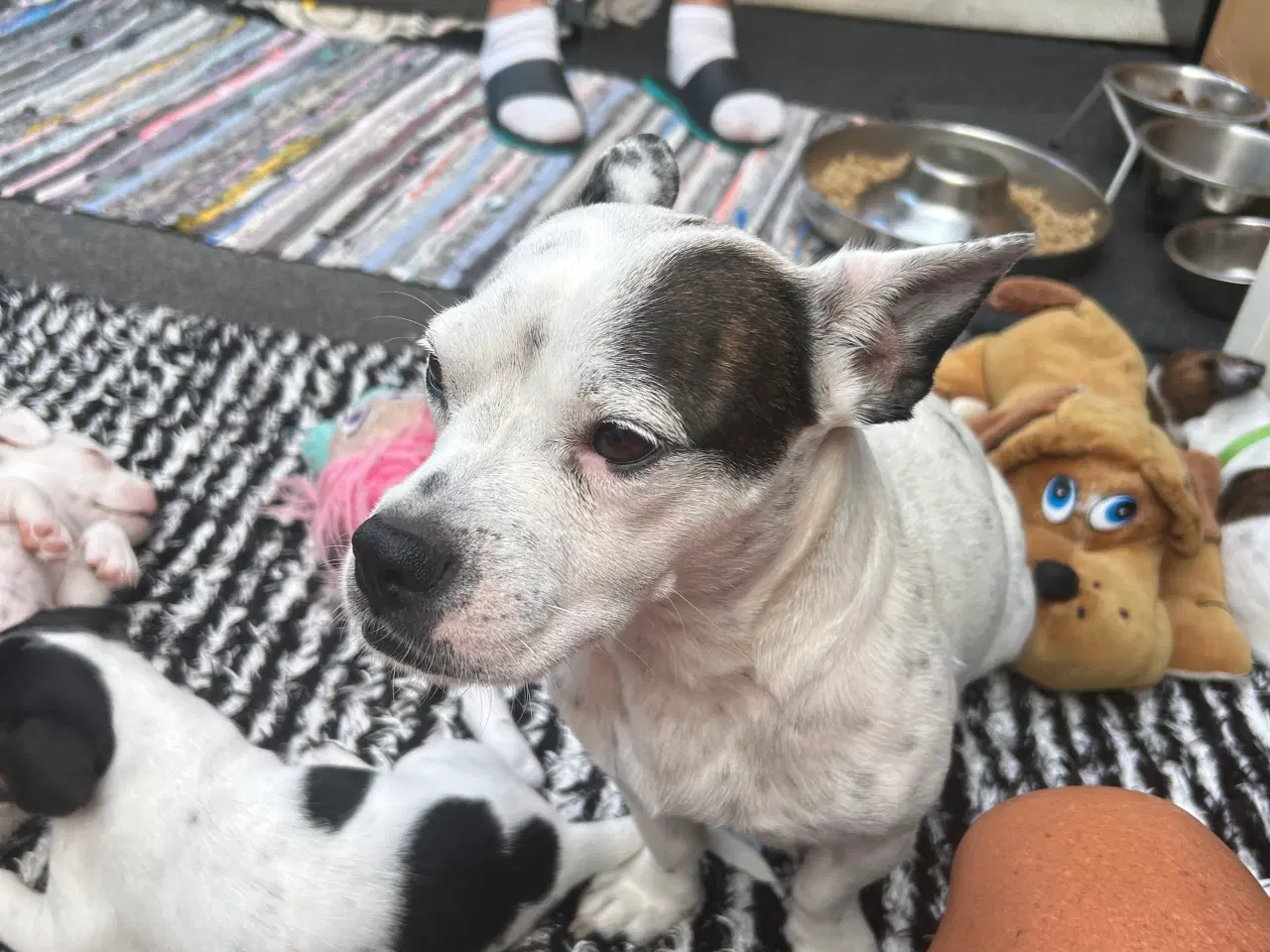 Billede 2 - Hund