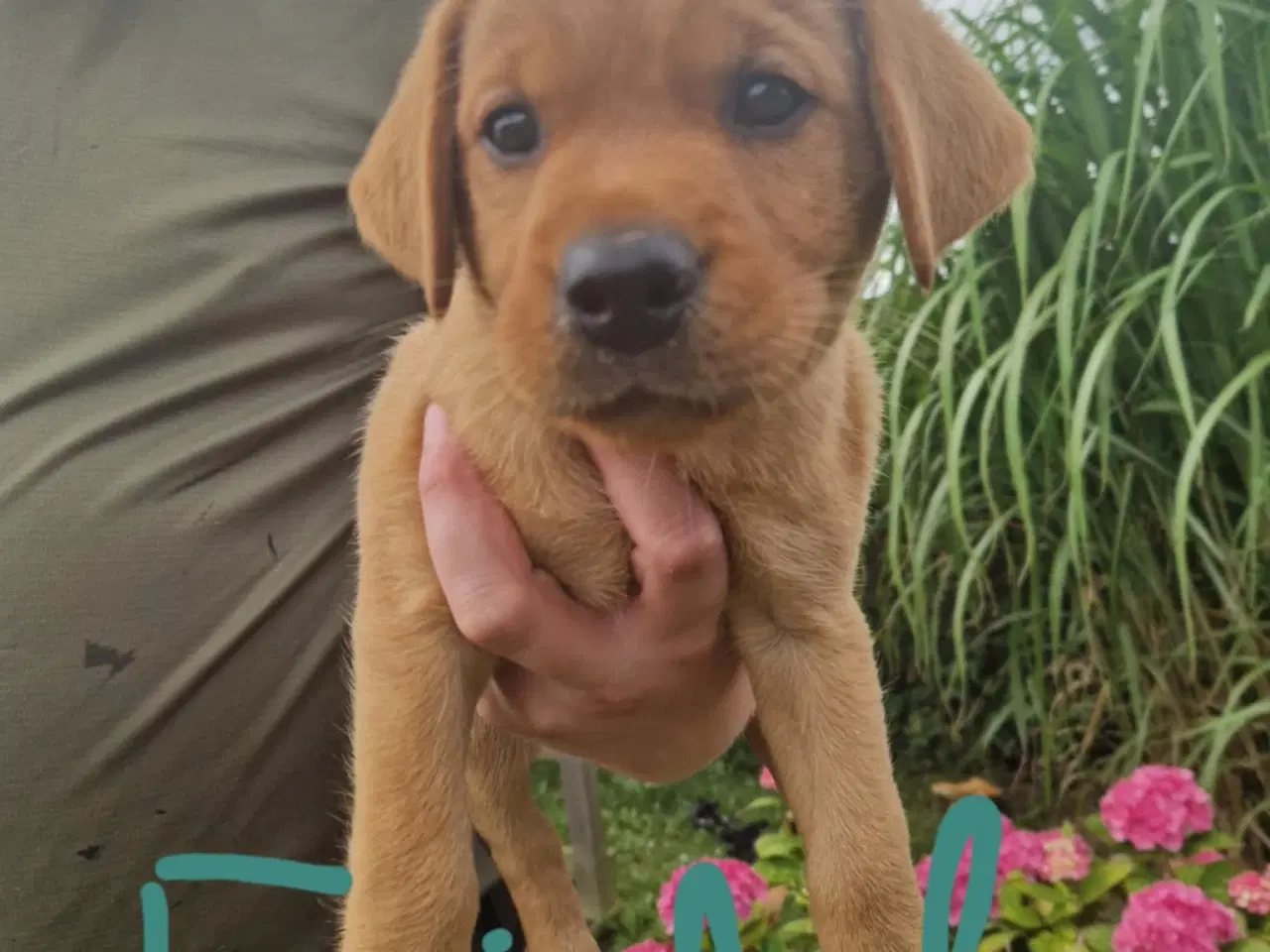 Billede 4 - Fox red labrador