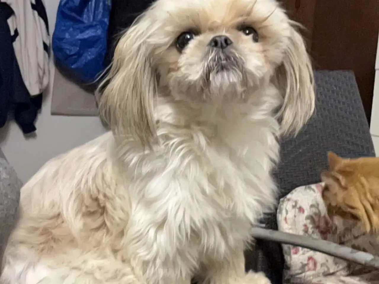 Billede 5 - Skønneste basse