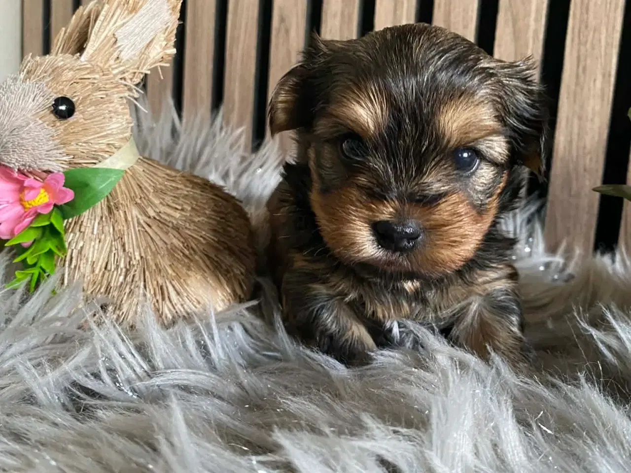 Billede 7 - Yorkshire terrier 