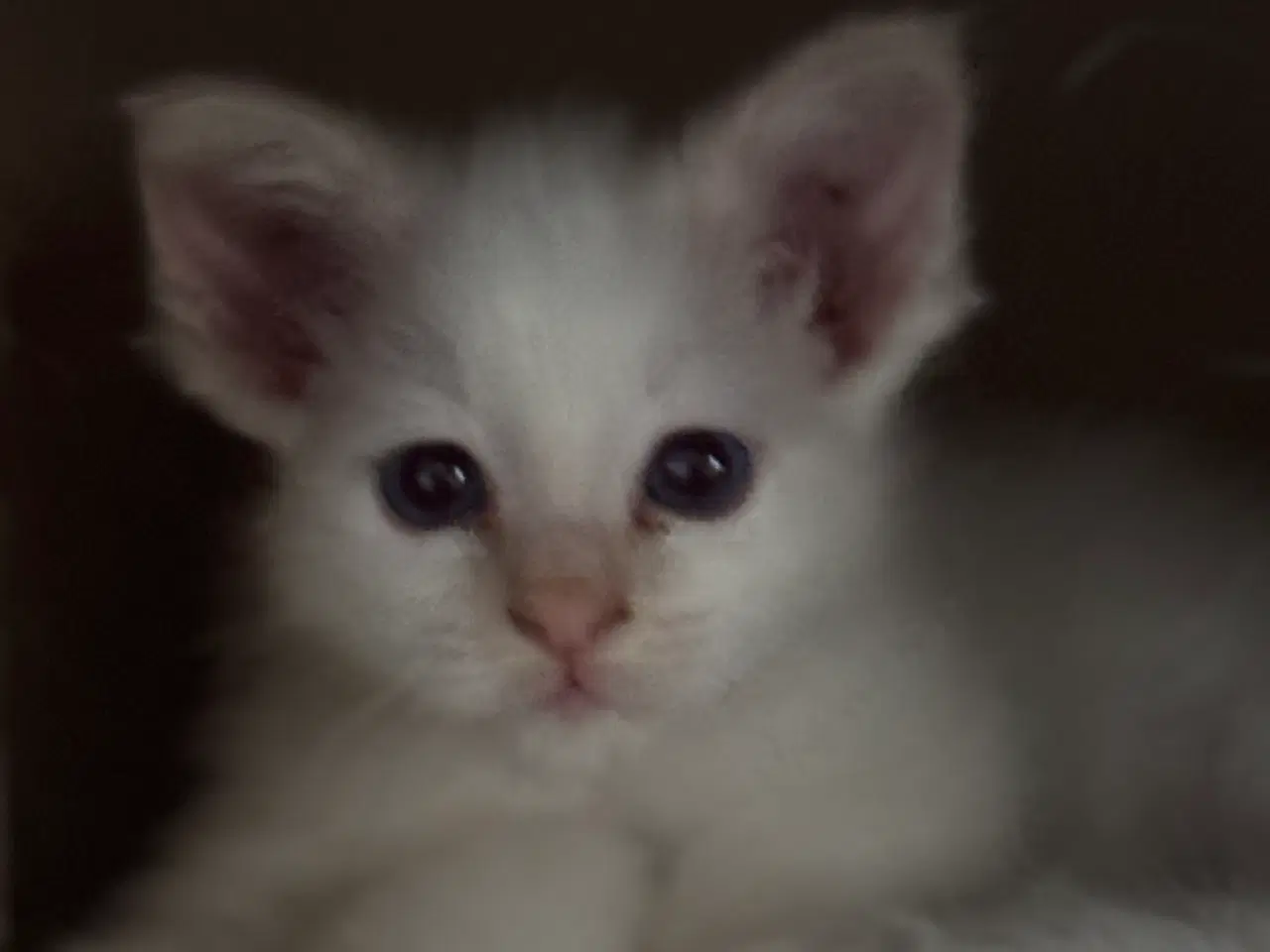 Billede 2 - Hellig Birma crememaskede