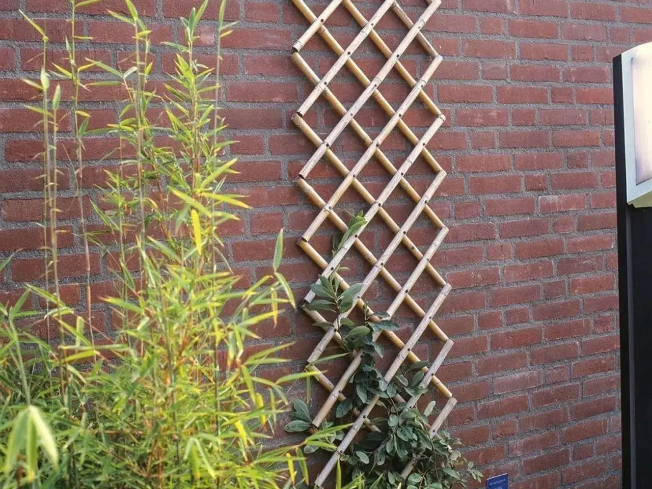 Billede 2 - haveespalier 100 x 200 cm bambus