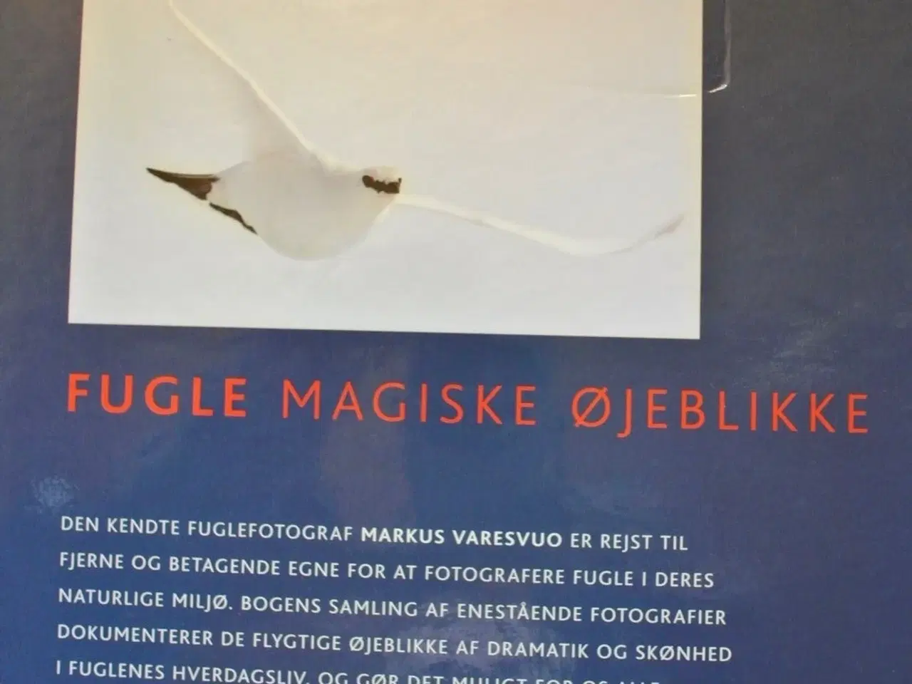 Billede 3 - fugle magiske øjeblikke, af markus varesvuo, emne: