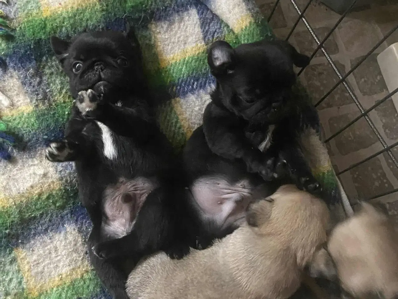 Billede 6 - Små frække moppeloppe bamser