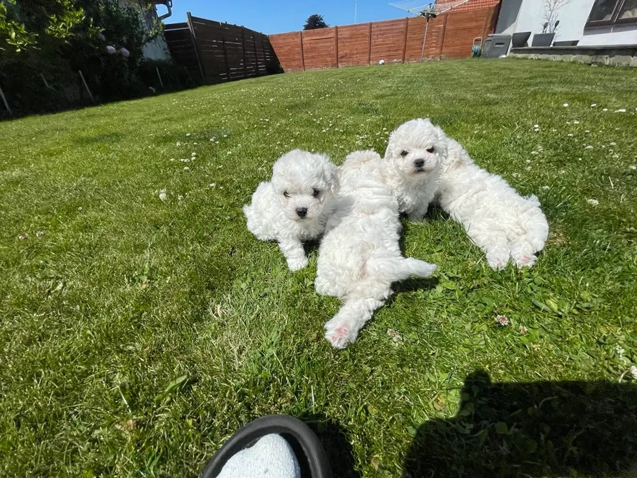 Billede 3 - Bichon Frise