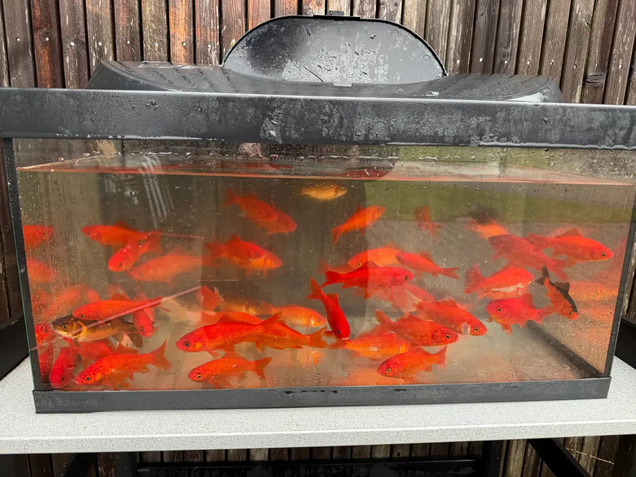 Billede 2 - Guldfisk 5-10 cm