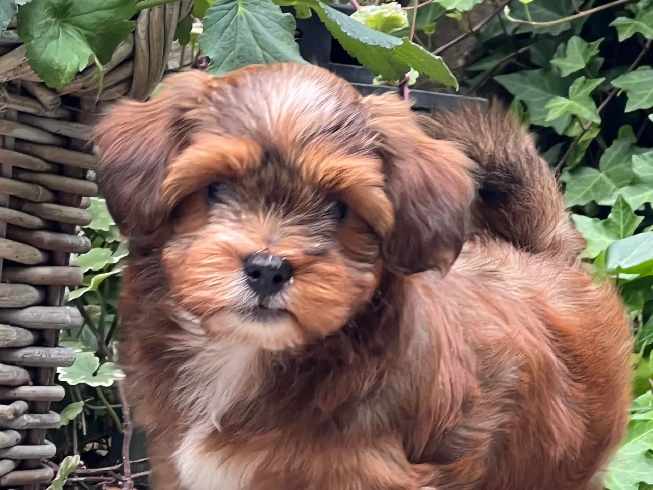 Billede 6 - 🧡Søde & Smukke Bichon Havanais 🧡