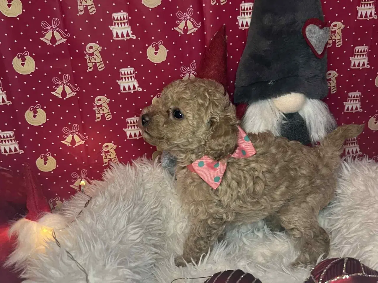 Billede 6 - Toy puddel tæve 