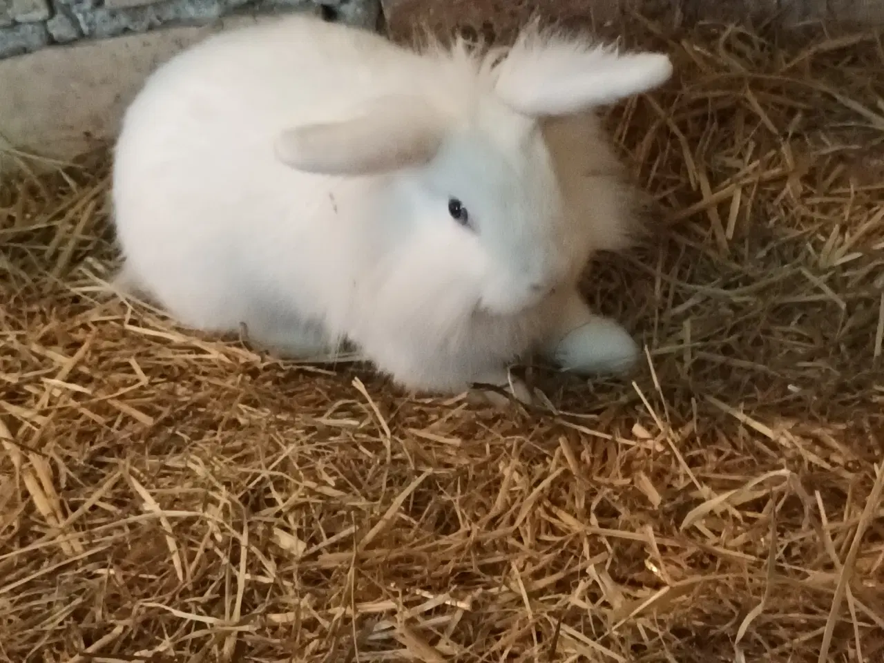 Billede 3 - Kanin