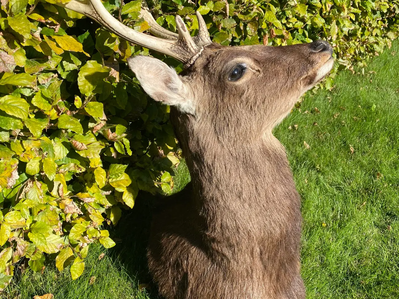 Billede 4 - Sika trofæ skuldermonteret