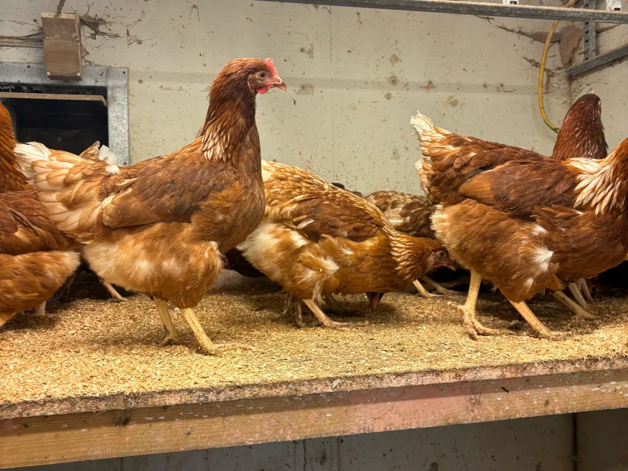 Billede 2 - IrisBrown/ røde amerikaner