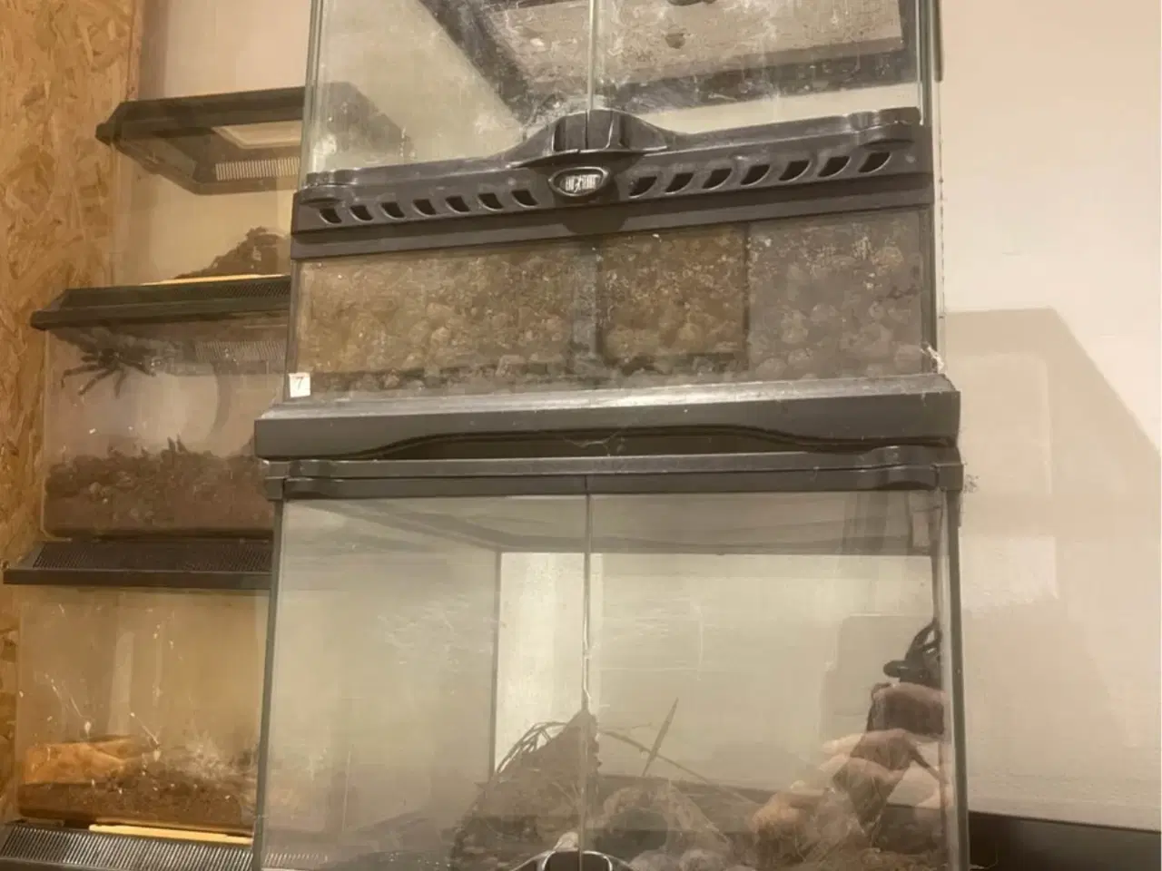 Billede 6 - exo terra + Brachypelma / Lasiodora parahybana