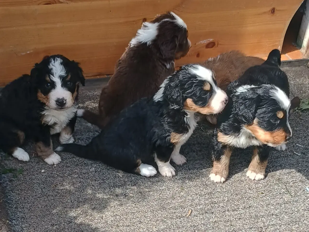 Billede 13 - "Mini Berner Sennen"