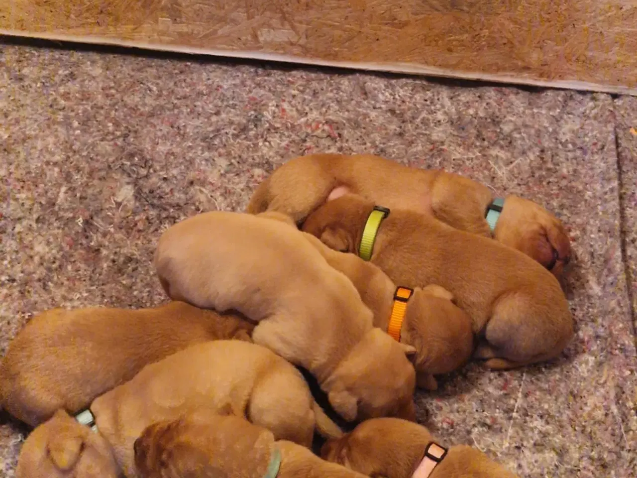 Billede 8 - Fox red labrador hvalpe