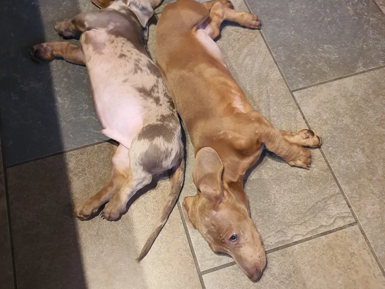 Billede 2 - Gravhund hvalp Chokolade merle