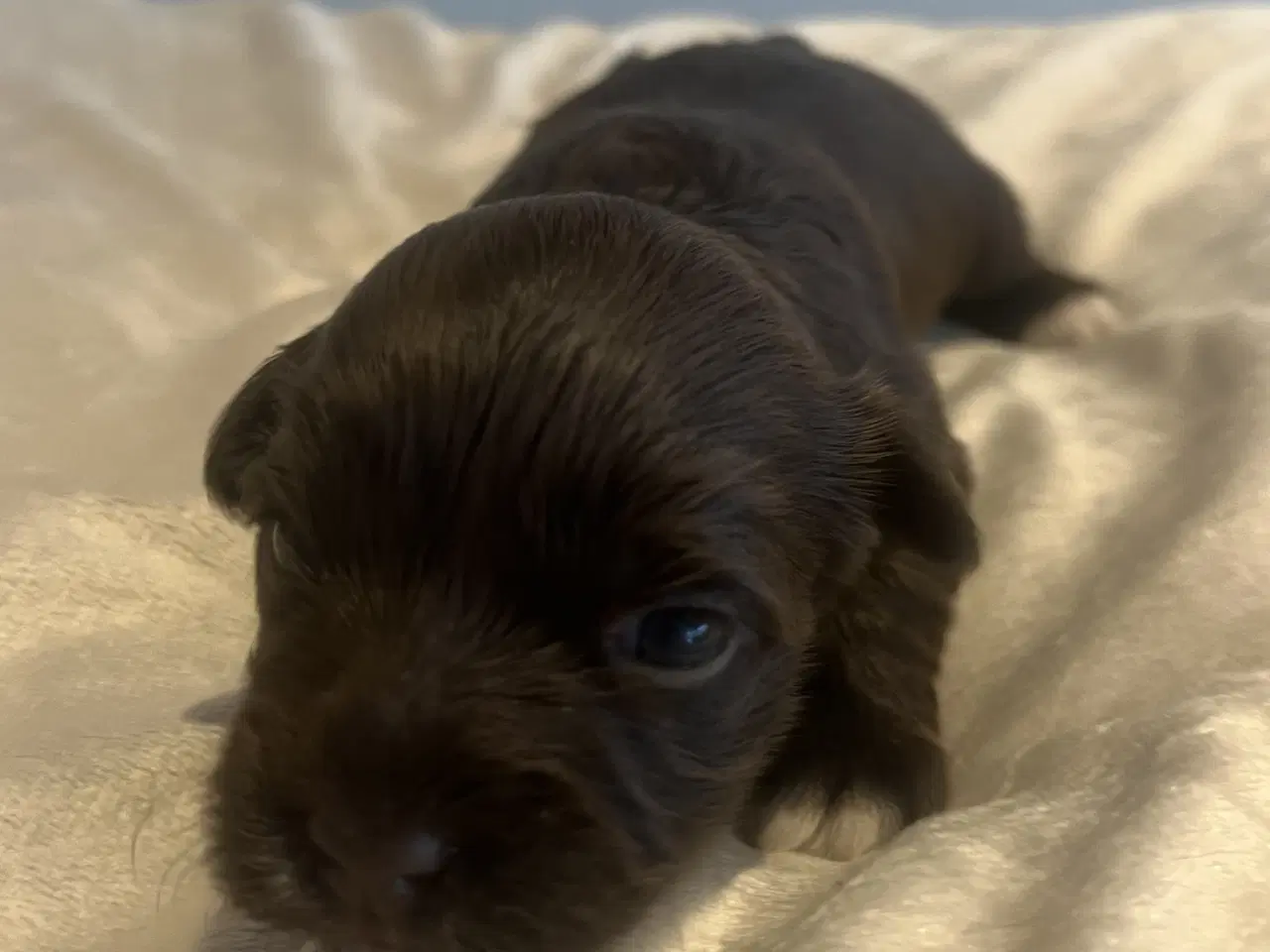 Billede 6 - Bichon Havanais hvalpe med DKK stamtavle. 