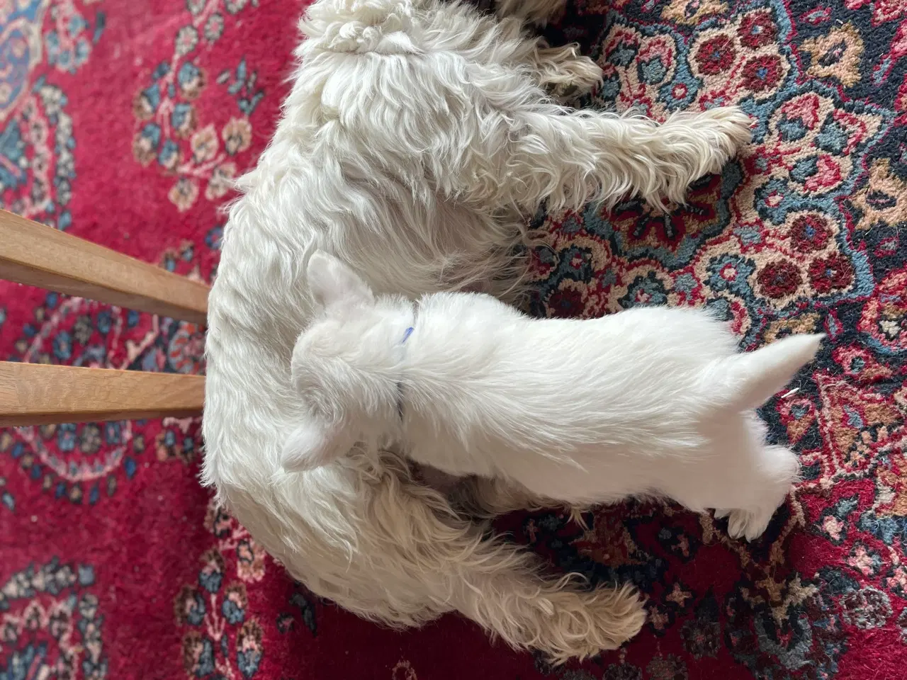 Billede 3 - West Highland White Terrier Westie hvalp sælges