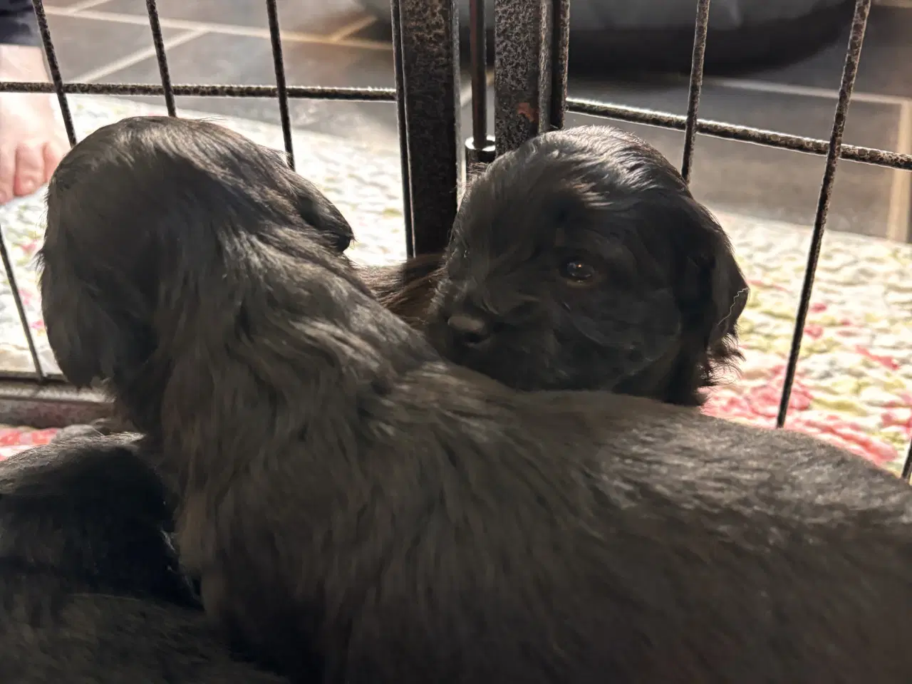 Billede 5 - Dejlige små bamser 💗