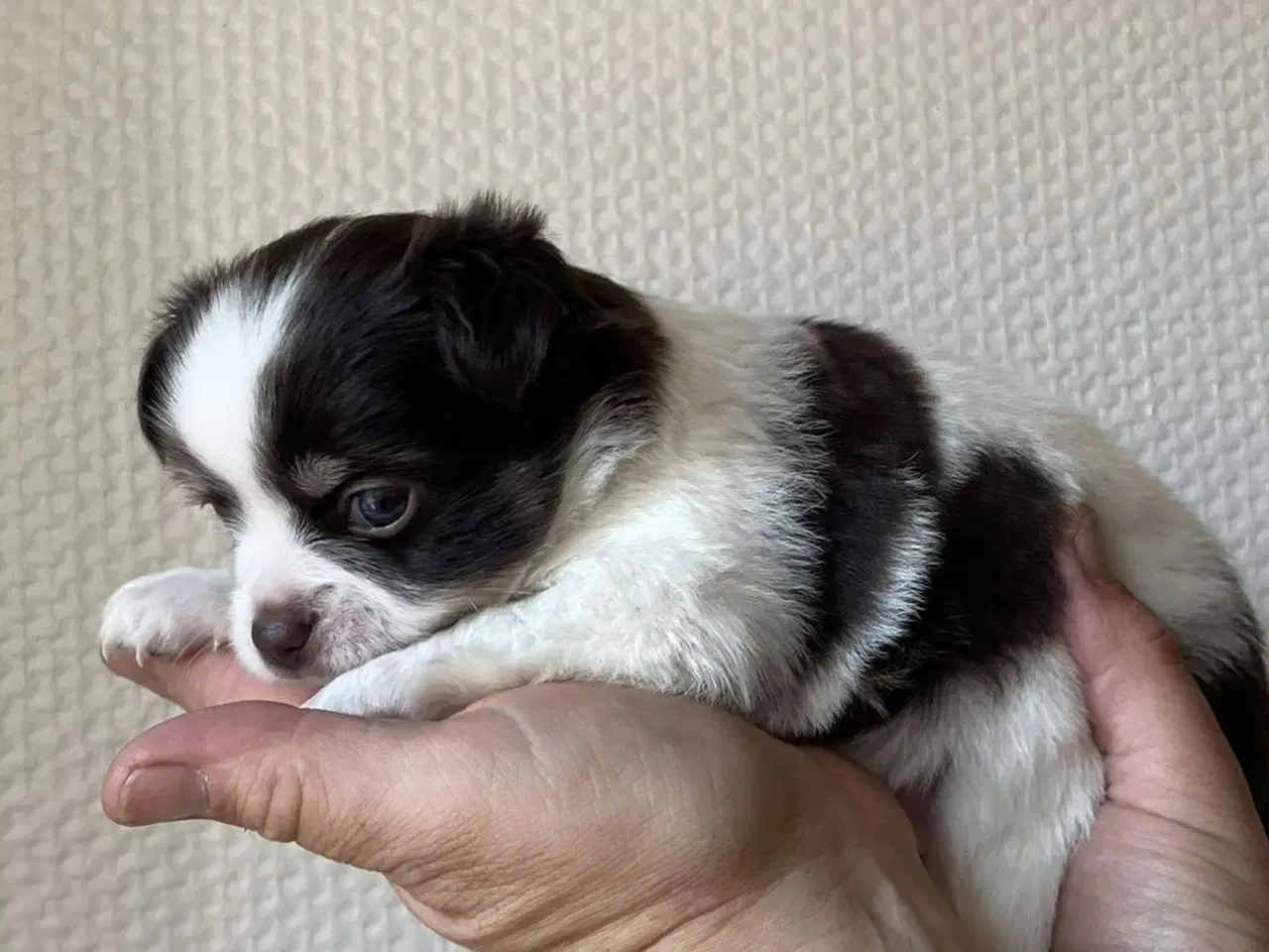 Billede 4 - Chihuahua 