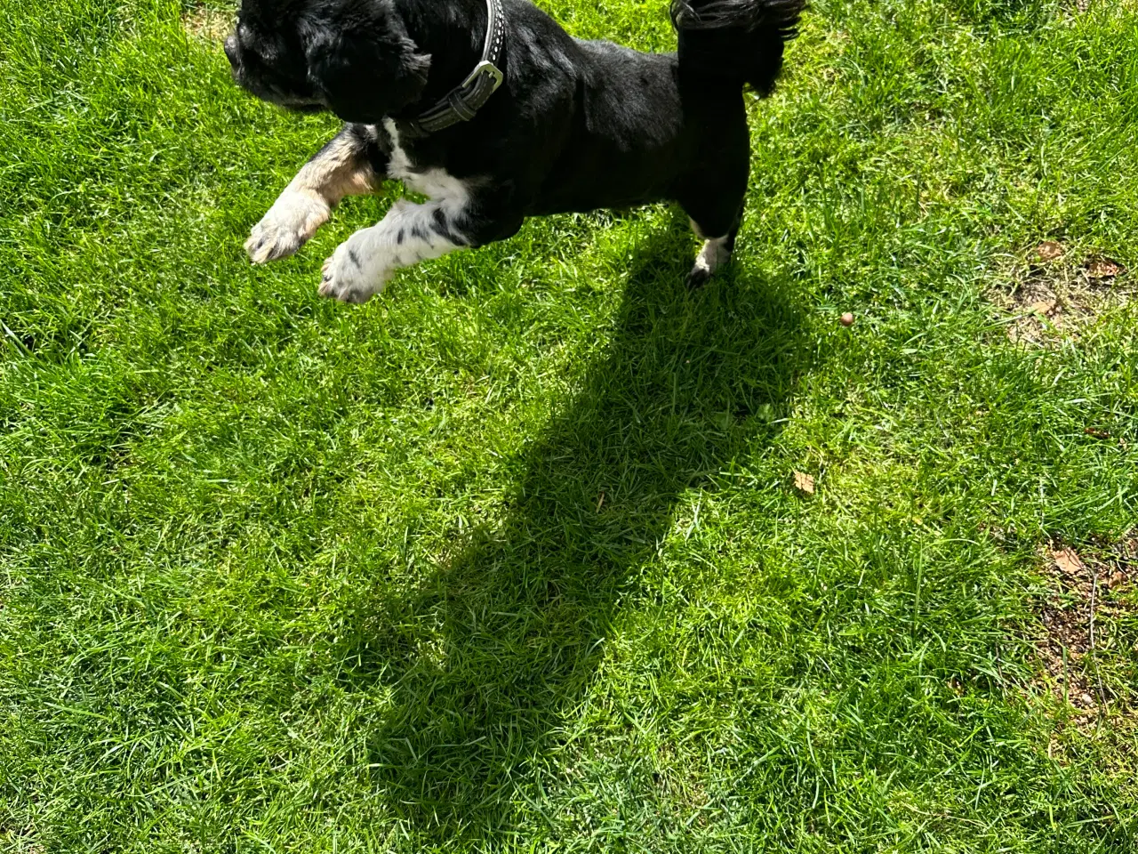Billede 3 - lhasa apso/shih tzu