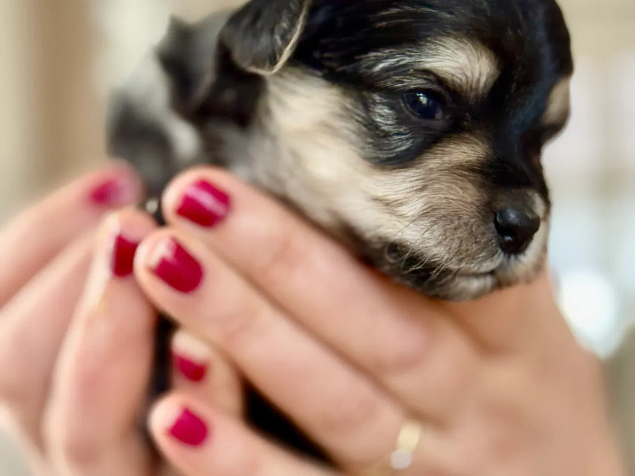 Billede 2 - Mini Maltipoo hvalpe.