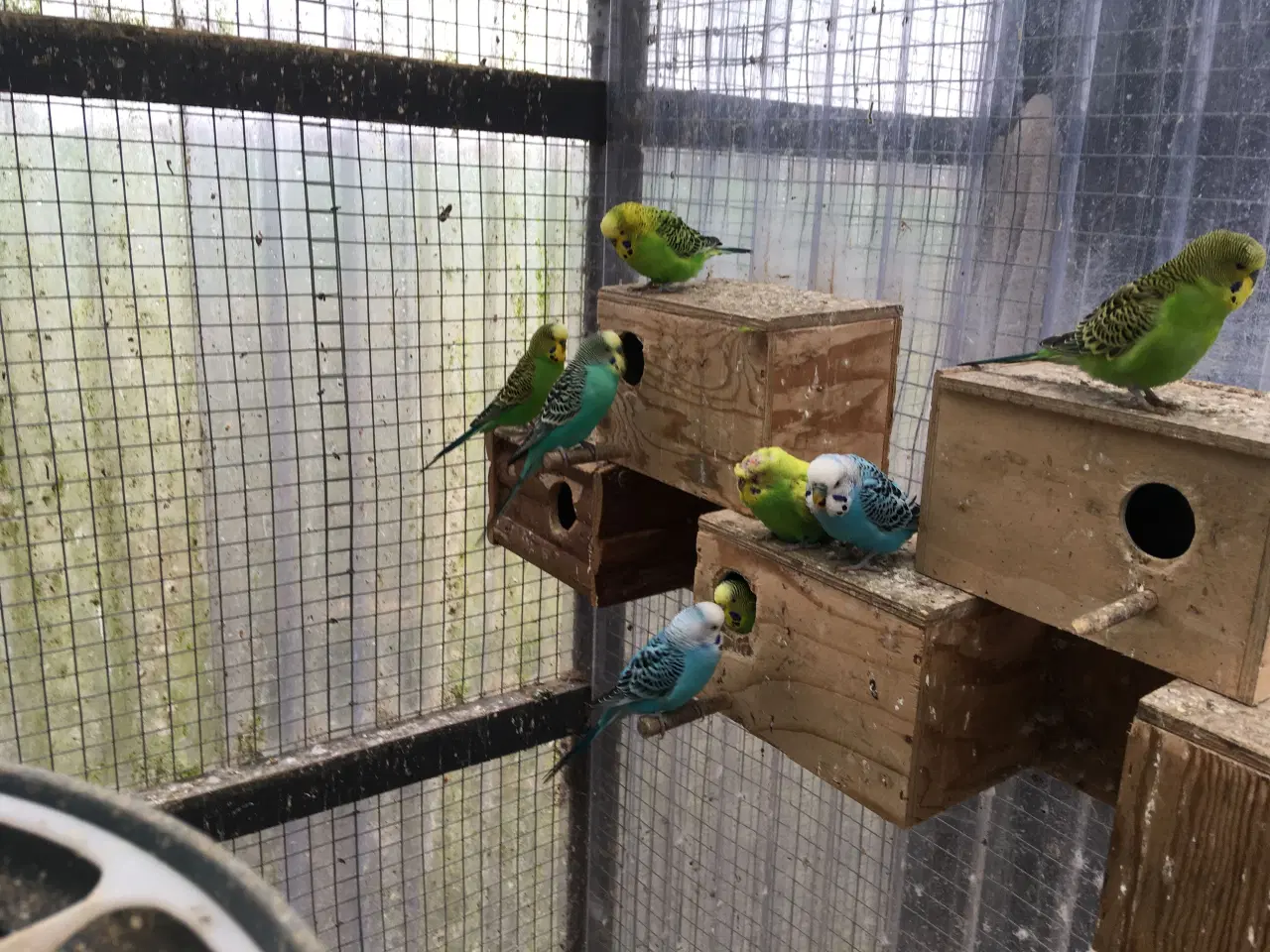 Billede 3 - Undulater flere forskellige farve