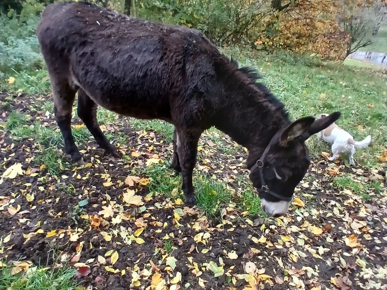 Billede 2 - Æselhingst