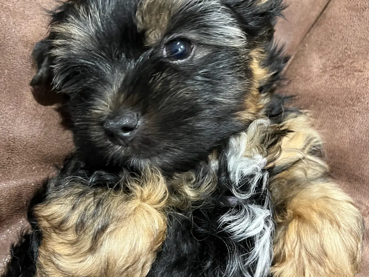 Billede 3 - Biewer Yorkshire Terrier Collored hvalpe