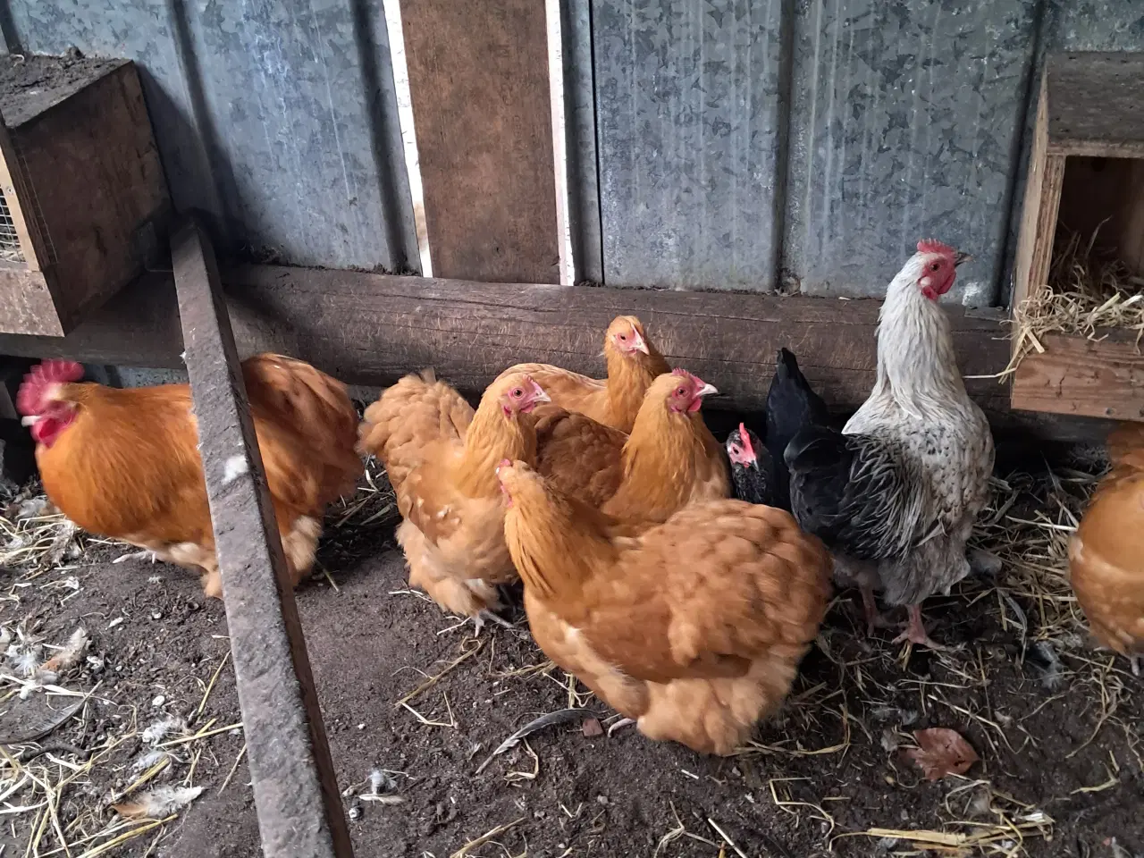 Billede 2 - Dværg orpington