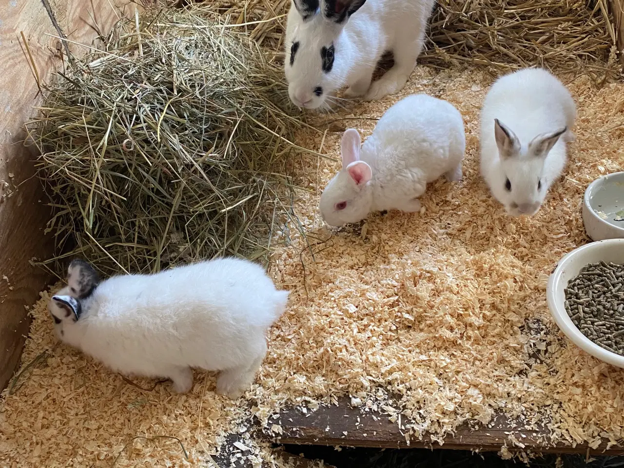 Billede 6 - Søde kaniner