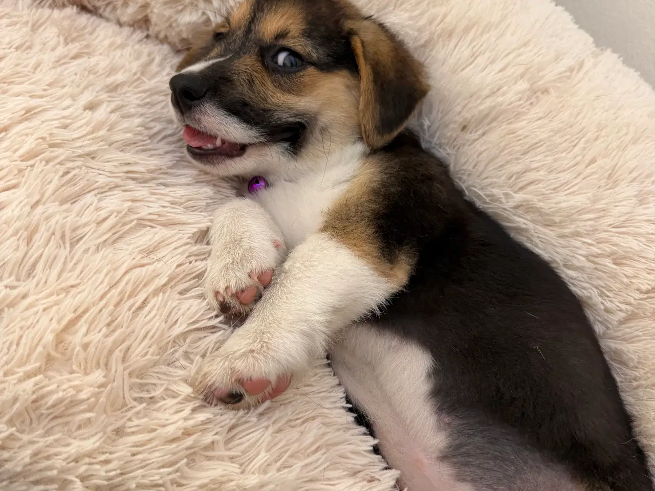 Billede 15 - Corgi Pembroke hundehvalpe