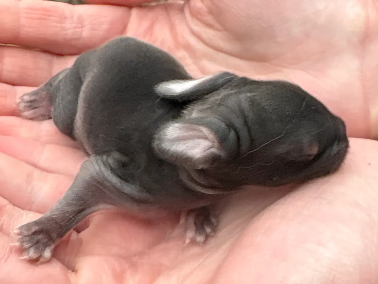 Billede 3 - FRANSK VÆDDER HAN CHINCHILLA