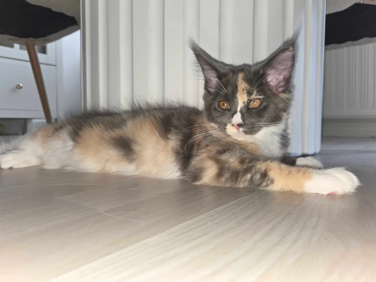 Billede 1 - De sødeste Maine coon killinger