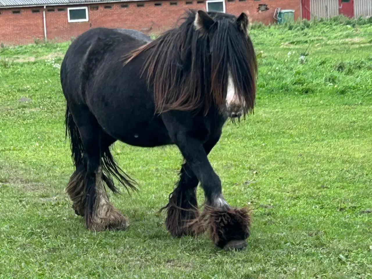 Billede 5 - Super skøn lille irish cob hoppe sælges 