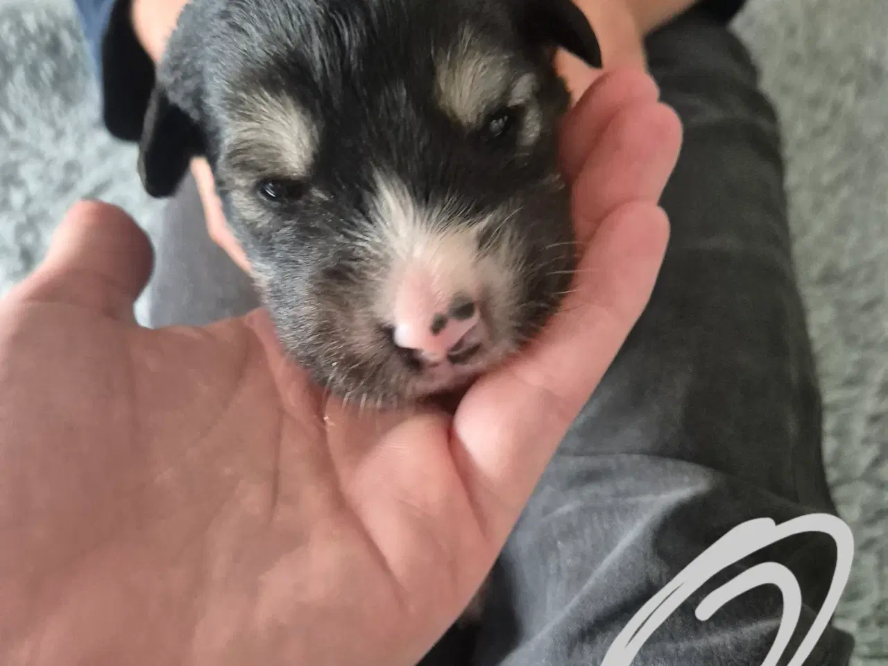 Billede 7 - Blanding hunde hvalpe 