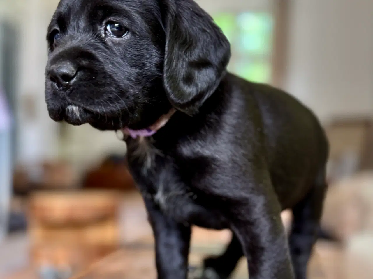 Billede 4 - Labrador og Amerikansk Cocker spaniel (Cockerdor)