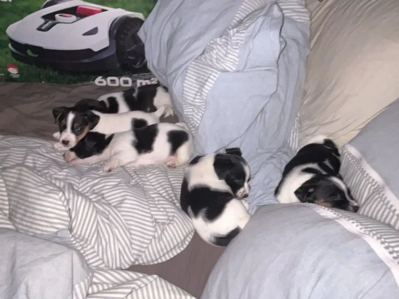 Billede 3 - Jack Russell hvalpe til salg